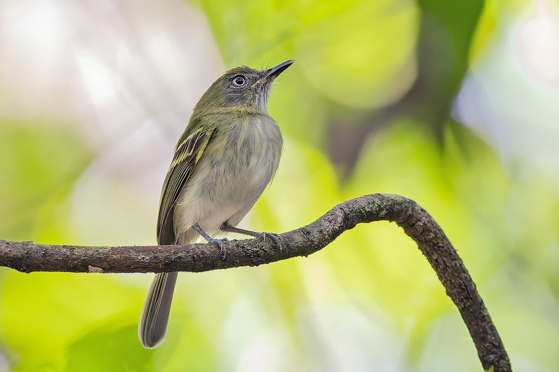 White-bellied Tody-Tyrant (image by Pete Morris)