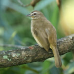 White-browed Bulbul (image by Vincent van der Spek)