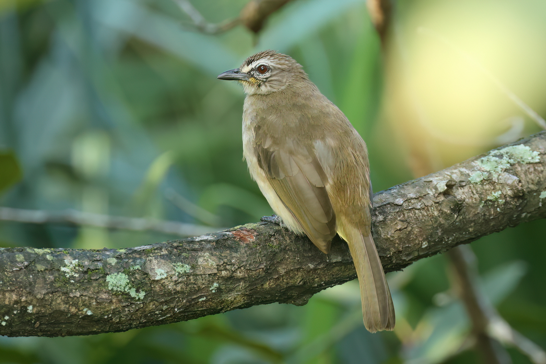 White-browed Bulbul (image by Vincent van der Spek)