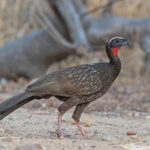 White-browed Guan (image by Pete Morris)
