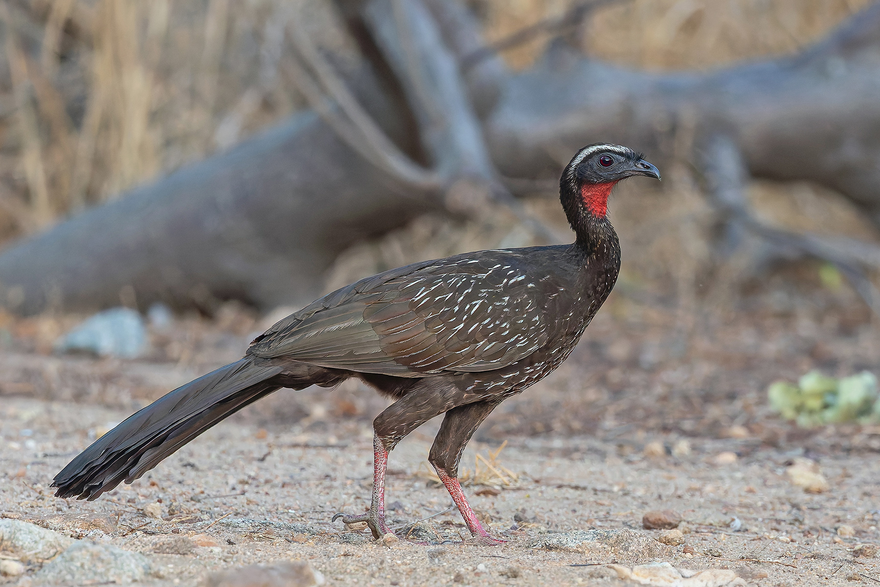 White-browed Guan (image by Pete Morris)