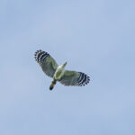 White-collared Kite (image by Pete Morris)