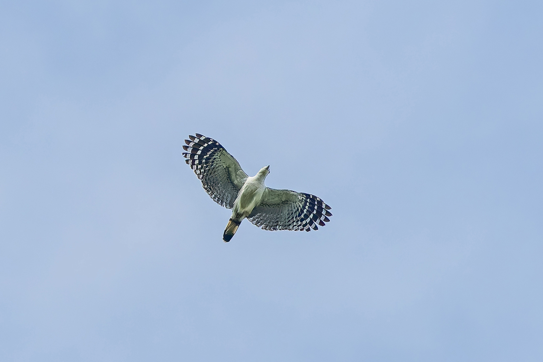 White-collared Kite (image by Pete Morris)