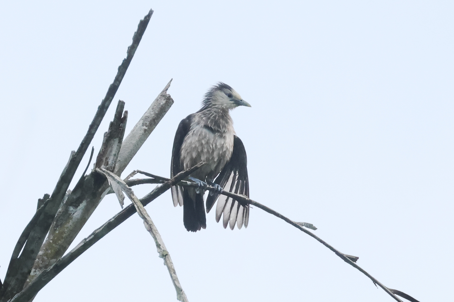 White-faced Starling (image by Vincent van der Spek)
