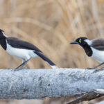 White-naped Jay (image by Pete Morris)