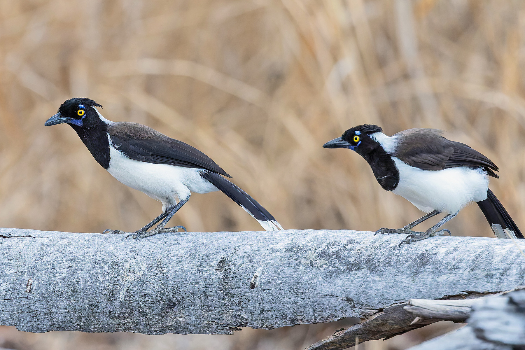 White-naped Jay (image by Pete Morris)