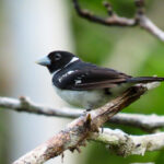 White-naped Seedeater (image by Keith Betton)