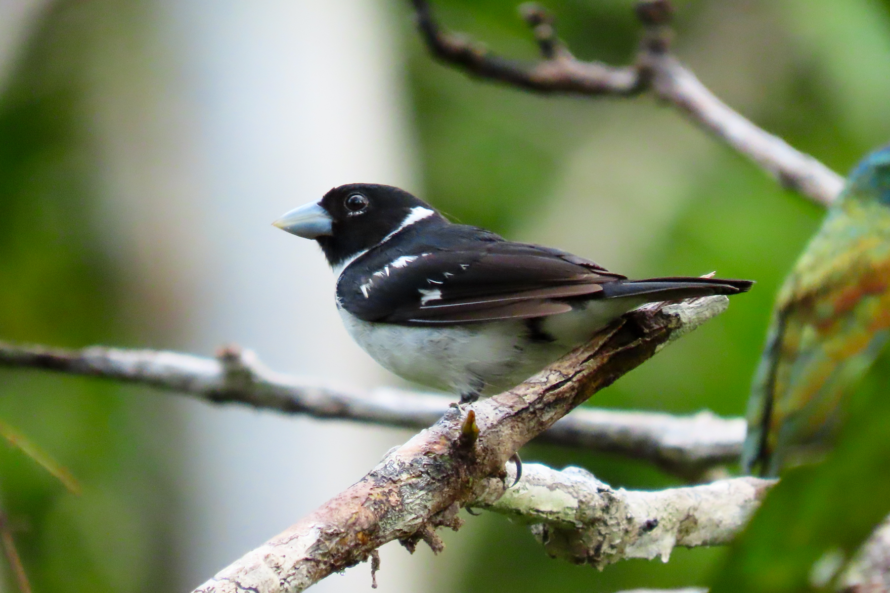 White-naped Seedeater (image by Keith Betton)