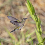 White-tailed Goldenthroat (image by Pete Morris)