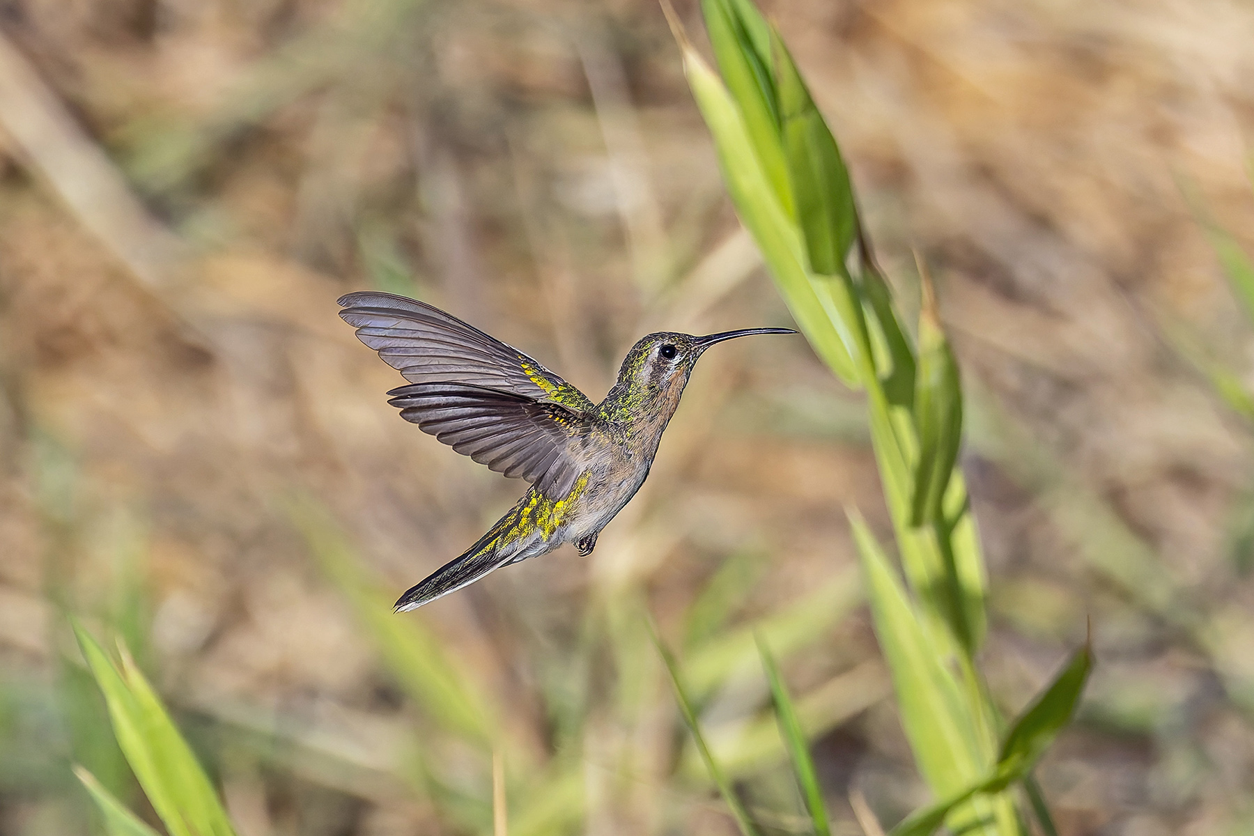 White-tailed Goldenthroat (image by Pete Morris)