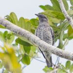 White-winged Cotinga (image by Pete Morris)