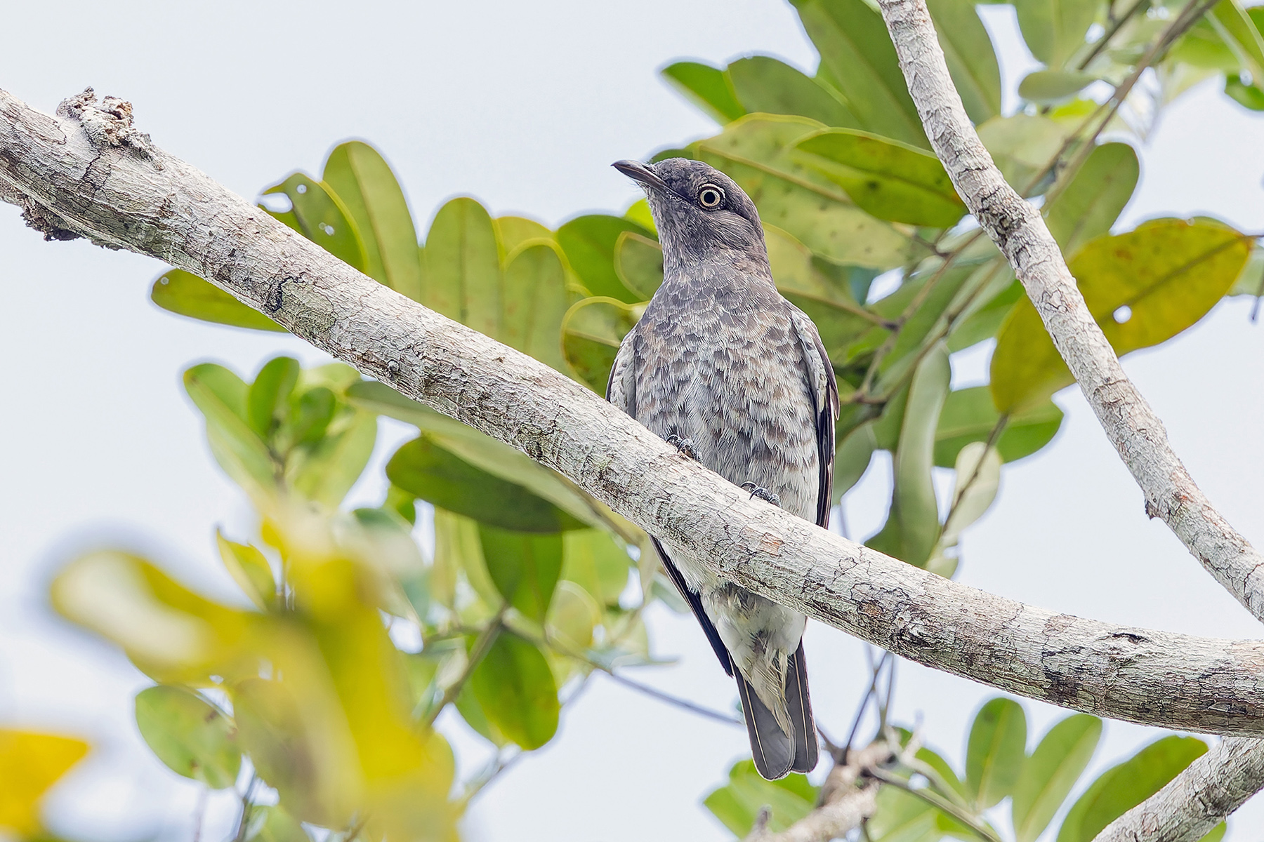 White-winged Cotinga (image by Pete Morris)