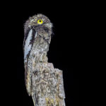 White-winged Potoo (image by Pete Morris)