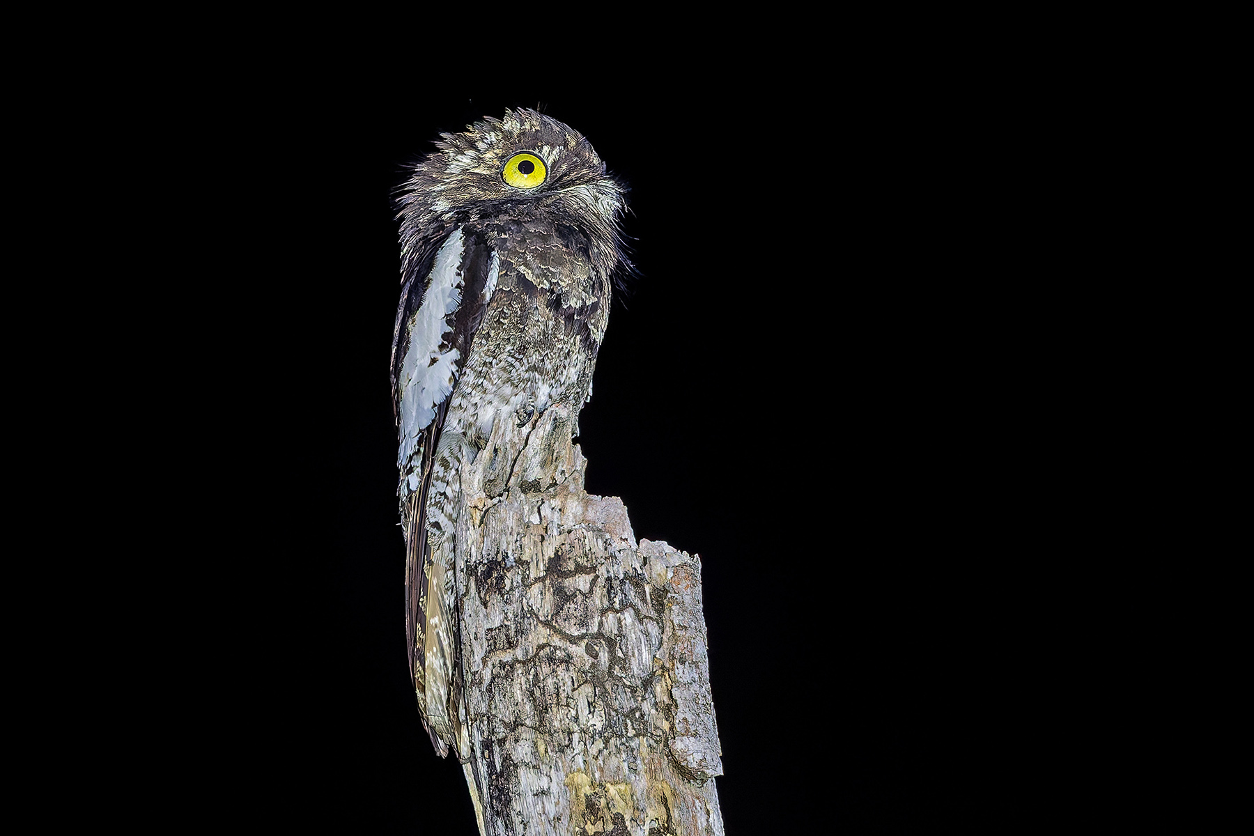 White-winged Potoo (image by Pete Morris)