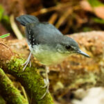 Yapacana Antbird (image by Keith Betton)