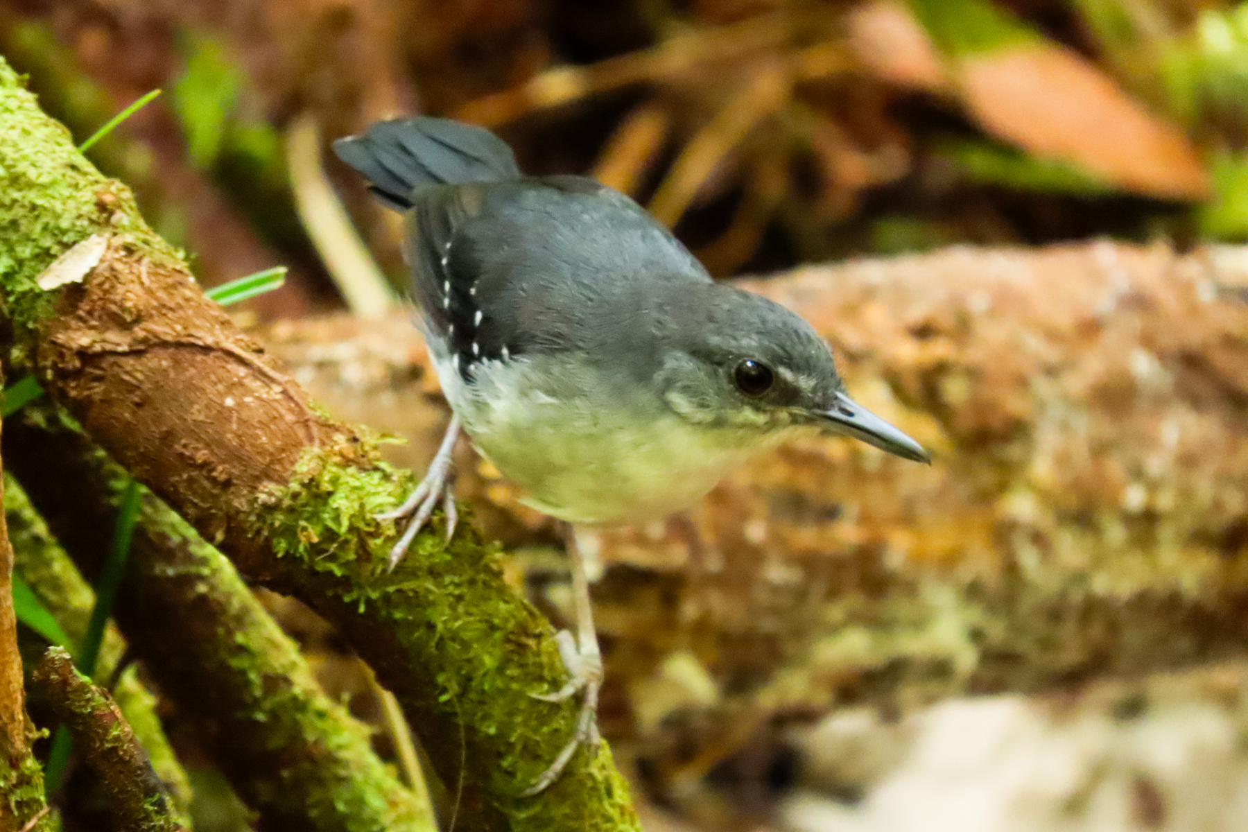 Yapacana Antbird (image by Keith Betton)