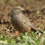 Yellow-billed Babbler (image by Vincent van der Spek)