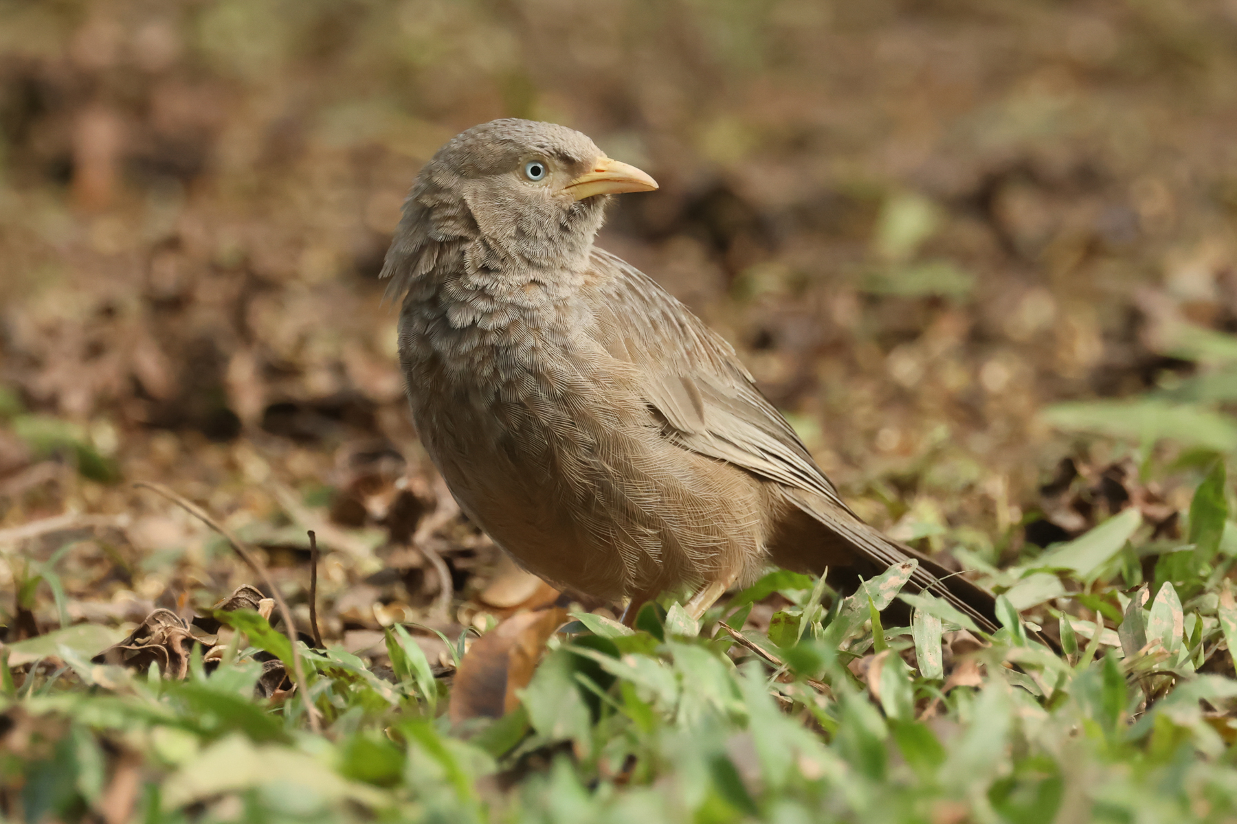 Yellow-billed Babbler (image by Vincent van der Spek)