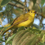 Yellow-browed Bulbul (image by Vincent van der Spek)