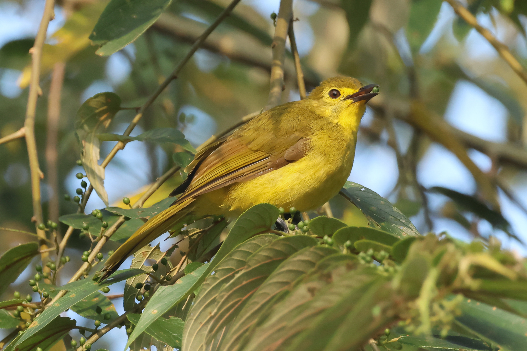 Yellow-browed Bulbul (image by Vincent van der Spek)
