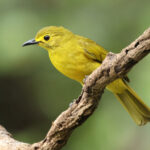 Yellow-browed Bulbul (image by Vincent van der Spek)