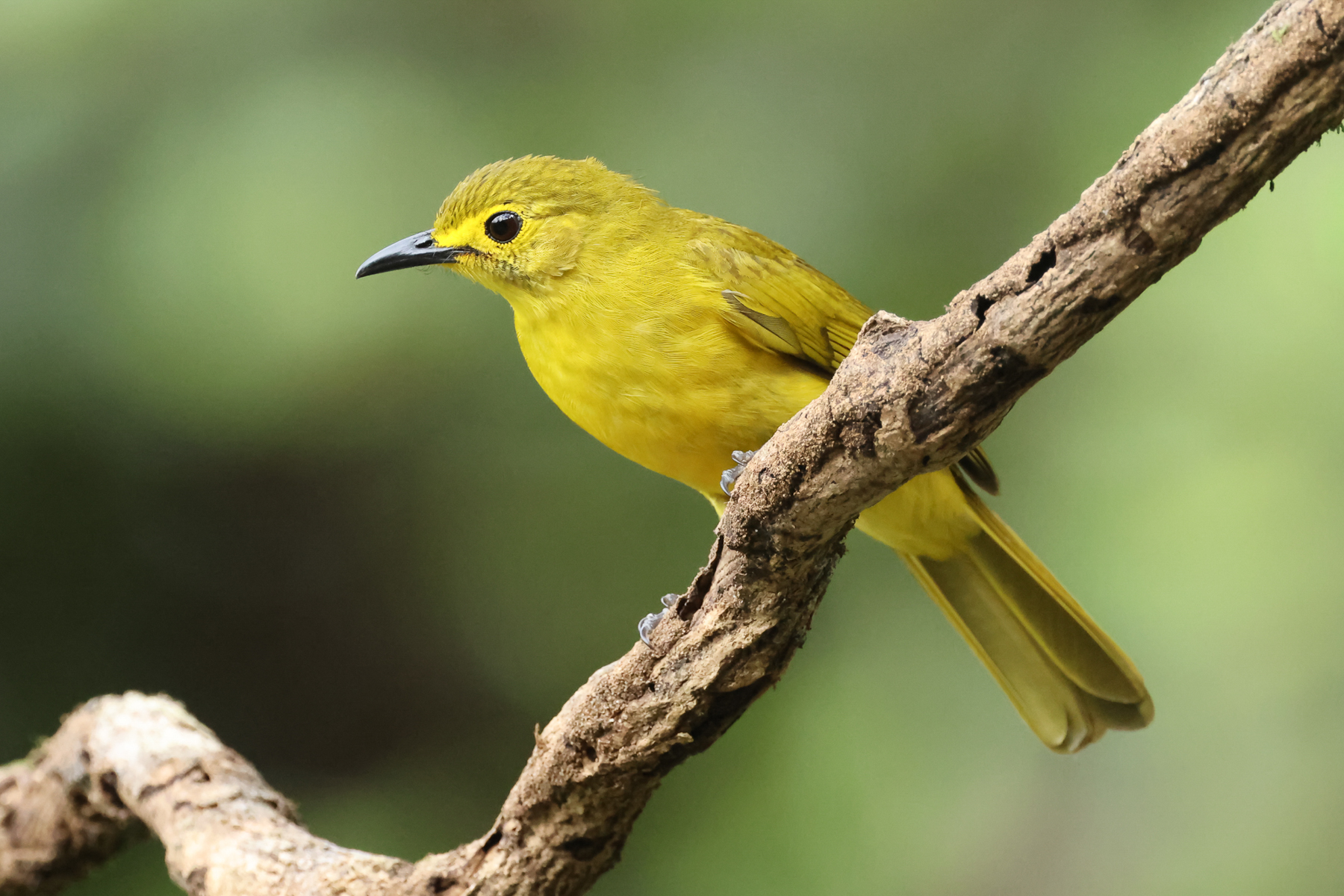 Yellow-browed Bulbul (image by Vincent van der Spek)