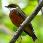 Yellow-crowned Manakin (image by Keith Betton)