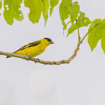 Yellow-faced Siskin (image by Pete Morris)