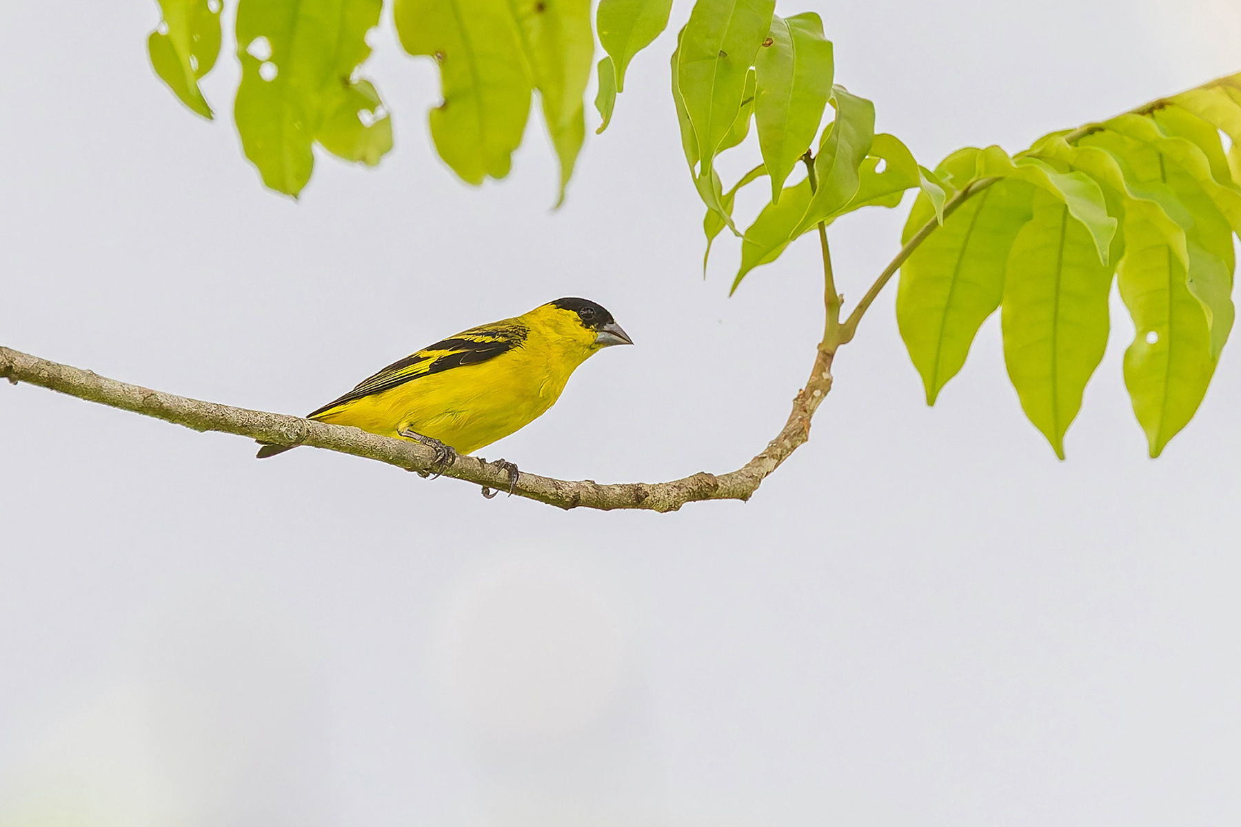 Yellow-faced Siskin (image by Pete Morris)