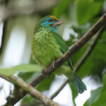 Yellow-fronted Barbet (image by Vincent van der Spek)