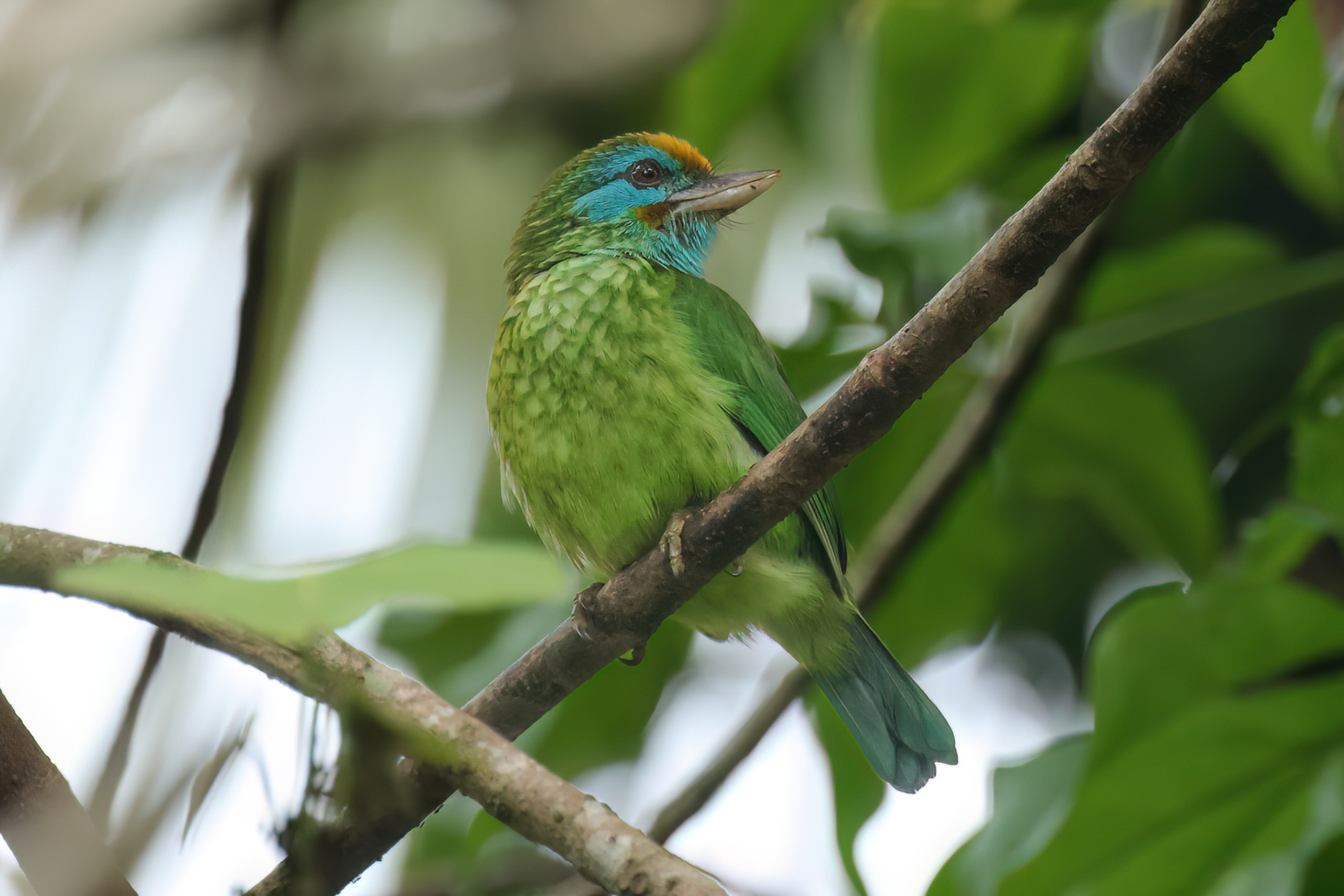 Yellow-fronted Barbet (image by Vincent van der Spek)