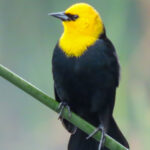 Yellow-headed Blackbird (image by Keith Betton)