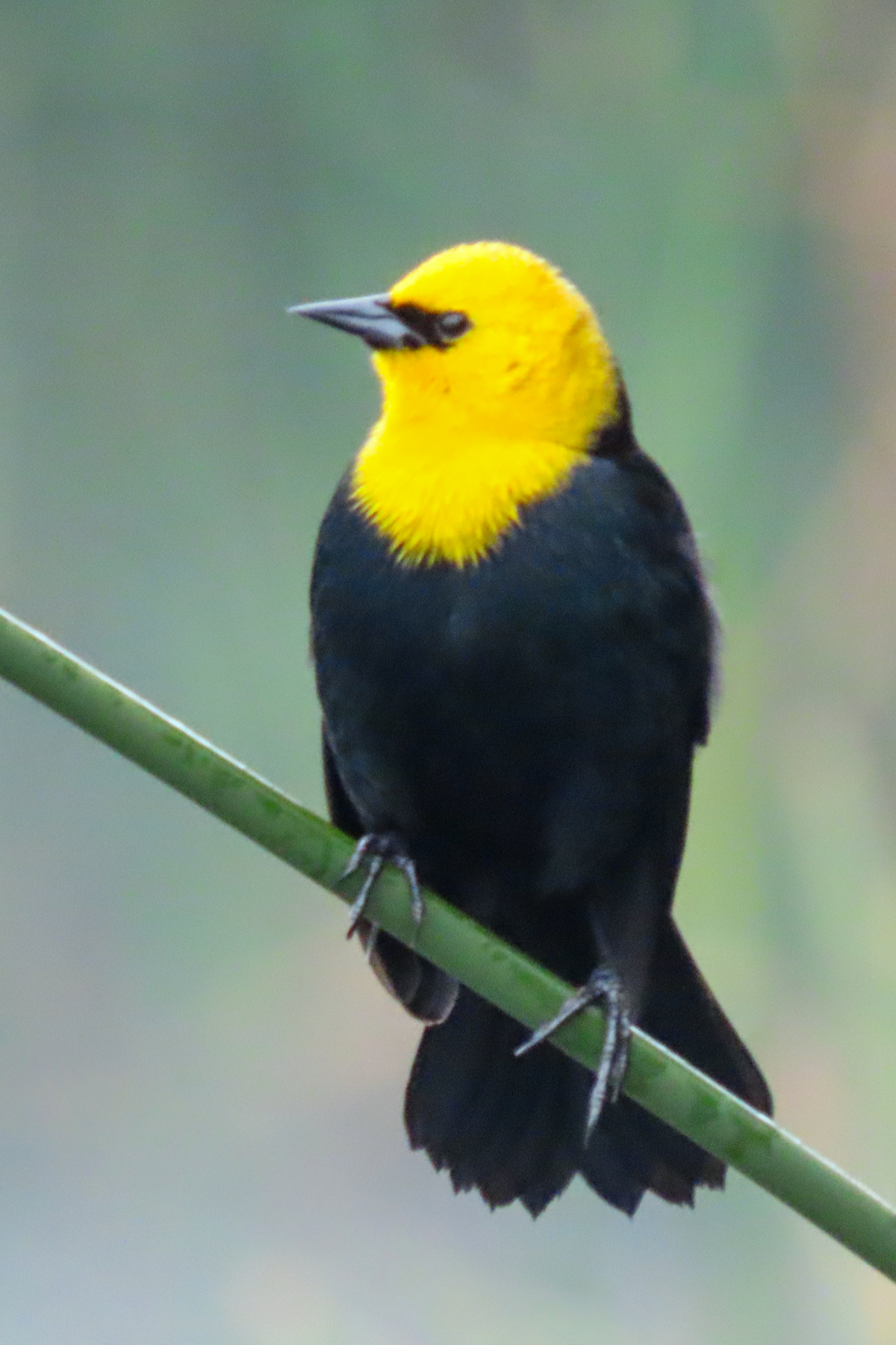 Yellow-headed Blackbird (image by Keith Betton)