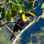 Yellow-throated Toucan (image by Keith Betton)