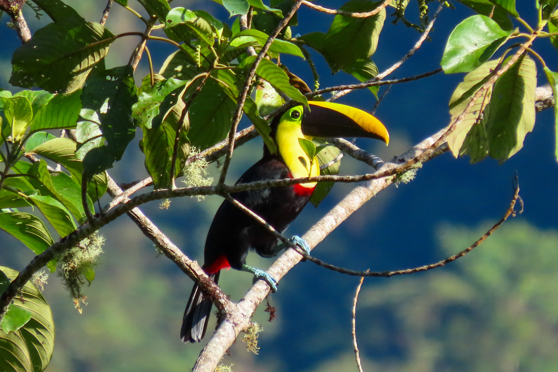 Yellow-throated Toucan (image by Keith Betton)
