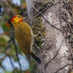 Yellow-throated Woodpecker (image by Pete Morris)