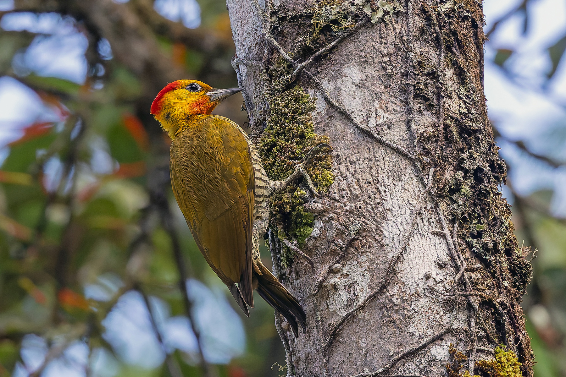 Yellow-throated Woodpecker (image by Pete Morris)
