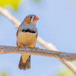 Zebra Finch (image by Pete Morris)