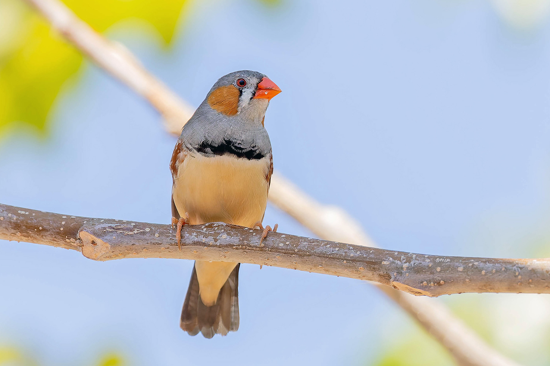 Zebra Finch (image by Pete Morris)