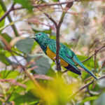 African Emerald Cuckoo (image by Pete Morris)