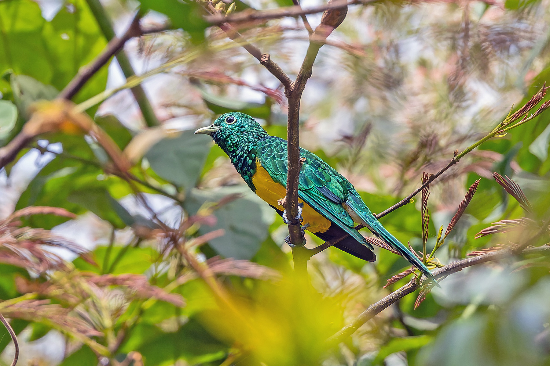 African Emerald Cuckoo (image by Pete Morris)
