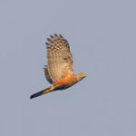 African Goshawk (Red Chested) (image by Pete Morris)