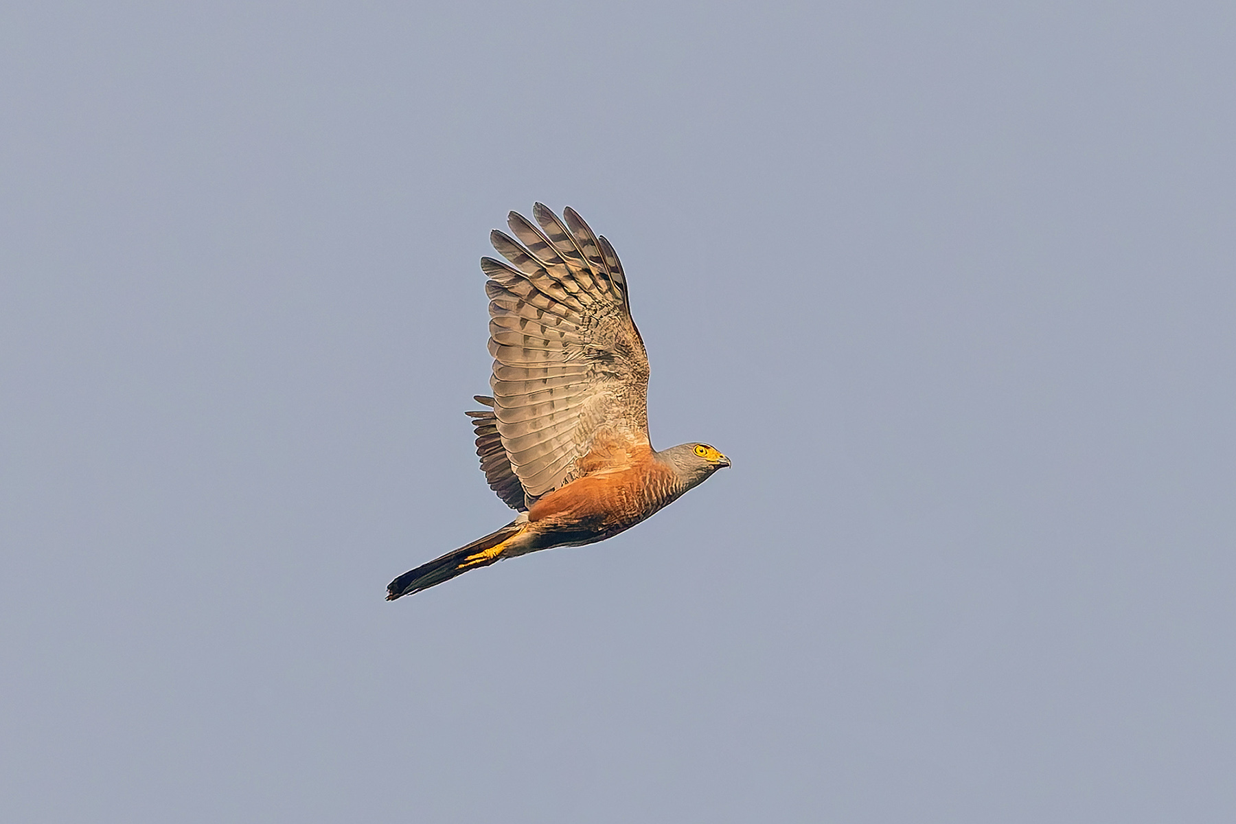 African Goshawk (Red Chested) (image by Pete Morris)