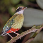 African Pitta (West African Pulih) (image by Pete Morris)