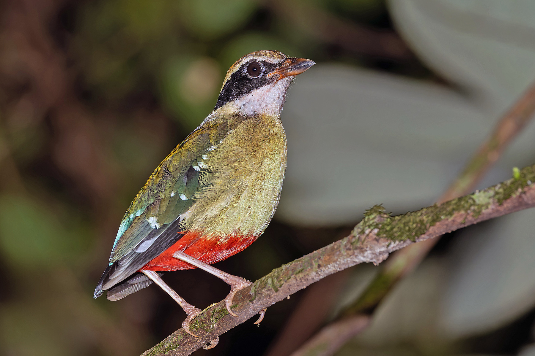 African Pitta (West African Pulih) (image by Pete Morris)