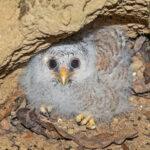 African Wood Owl (image by Pete Morris)