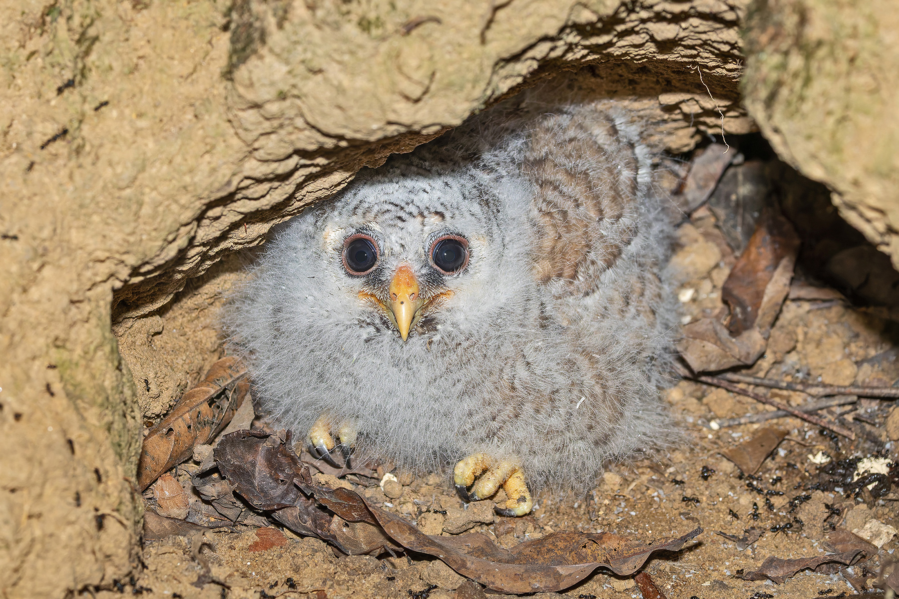 African Wood Owl (image by Pete Morris)