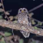 African Wood Owl (image by Pete Morris)