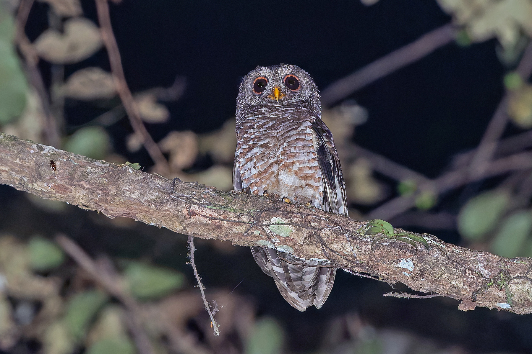 African Wood Owl (image by Pete Morris)
