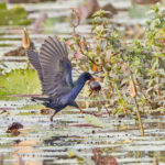 Allen's Gallinule (image by Pete Morris)